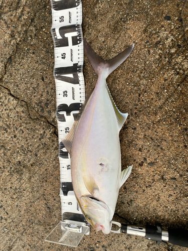 カンパチの釣果