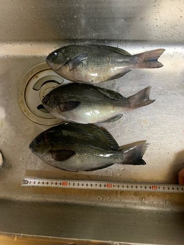 グレの釣果