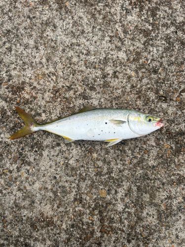 ワカシの釣果