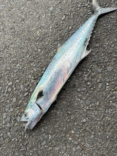 サゴシの釣果