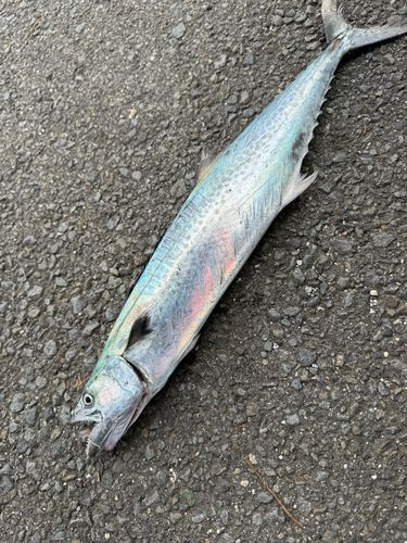サゴシの釣果