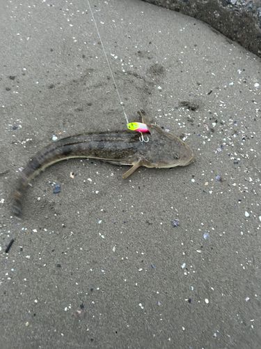 マゴチの釣果