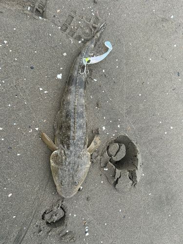 マゴチの釣果