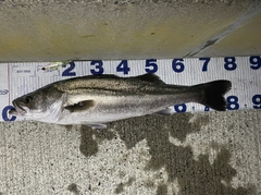 シーバスの釣果