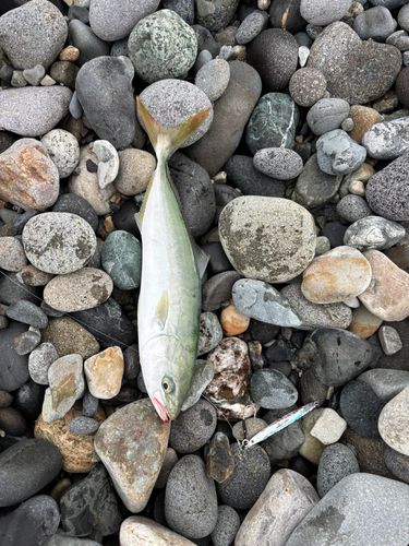 ワカシの釣果