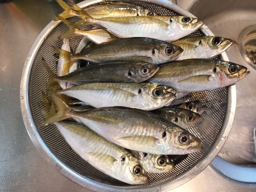 アジの釣果