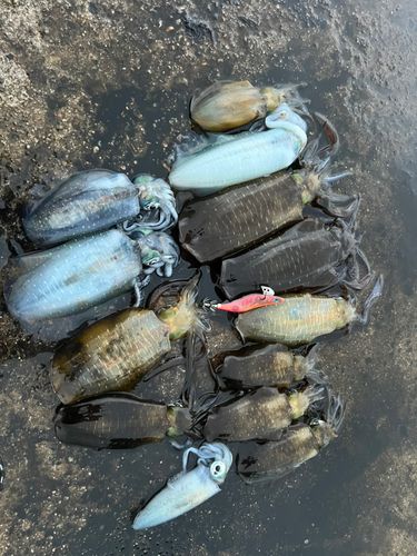 アオリイカの釣果