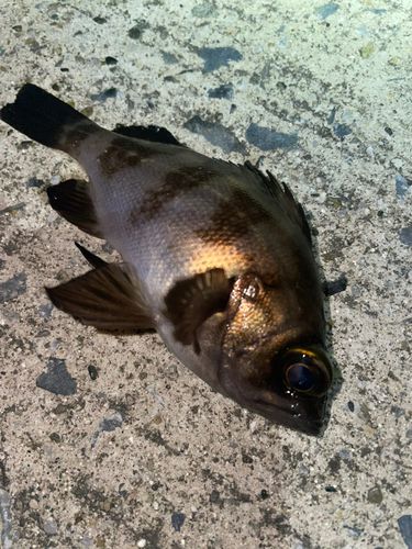 メバルの釣果