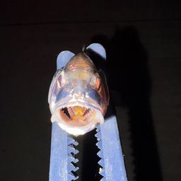 イシモチ