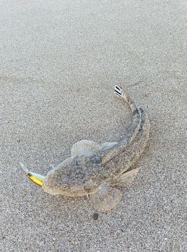 マゴチの釣果