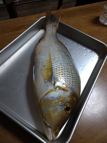 タマンの釣果