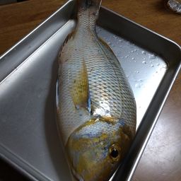 タマン