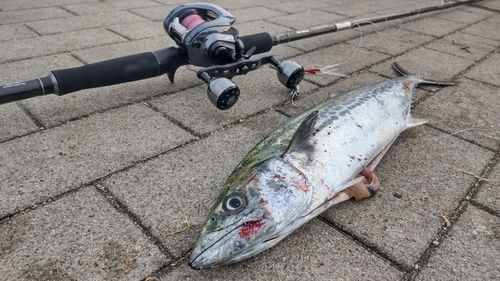 サゴシの釣果