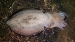 コウイカの釣果