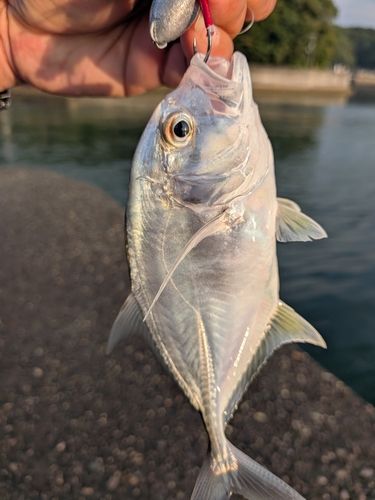 浦戸湾