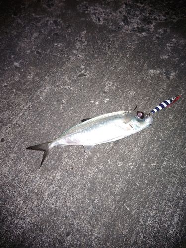 メアジの釣果