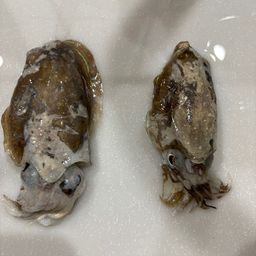 モンゴウイカ
