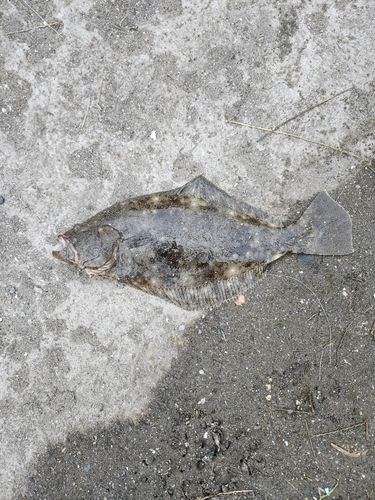 釣果