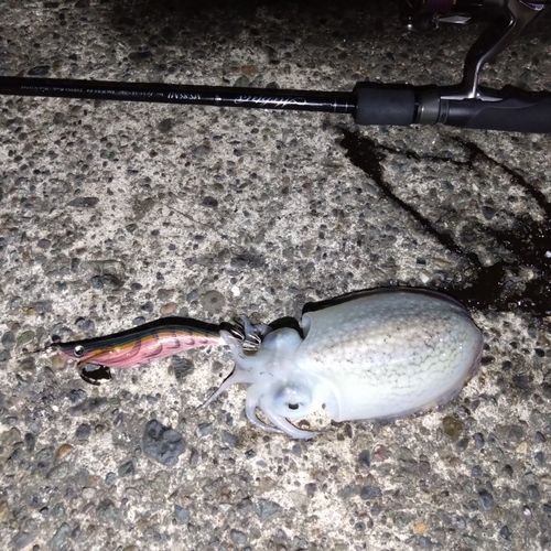 シリヤケイカの釣果