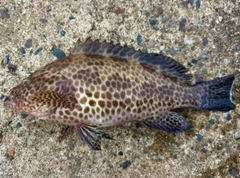 オオモンハタの釣果