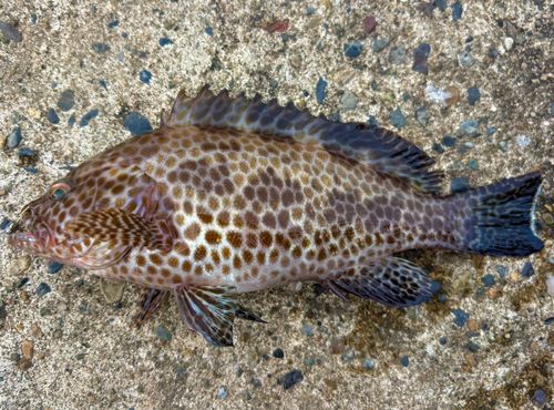 オオモンハタの釣果
