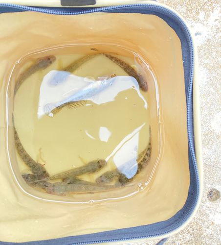 ハゼの釣果