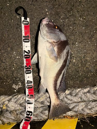 コショウダイの釣果