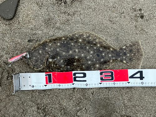 ヒラメの釣果