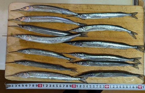 サヨリの釣果