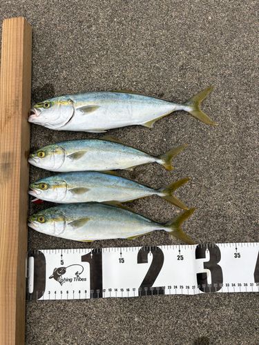 ワカシの釣果