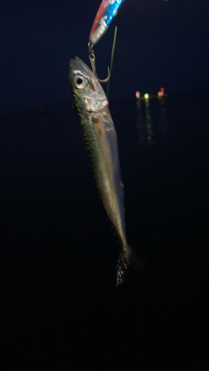 サバ