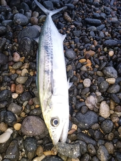 サゴシの釣果