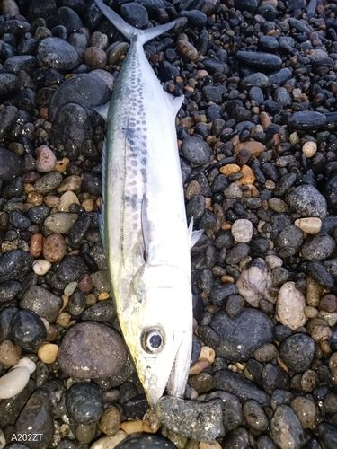 サゴシの釣果