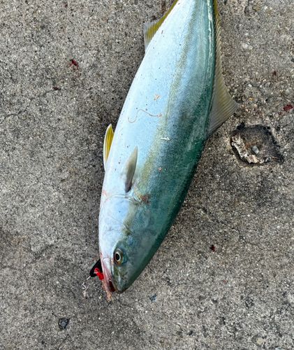 ツバスの釣果