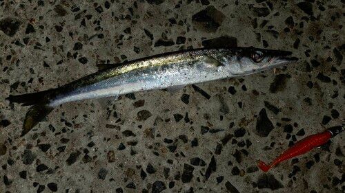 カマスの釣果