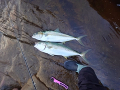 ヒラマサの釣果