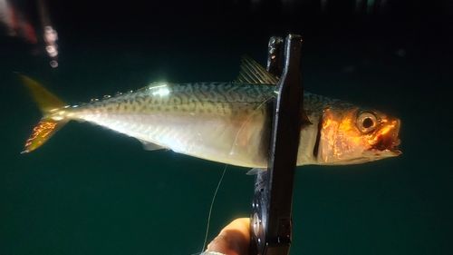 マサバの釣果