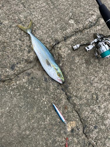 ワカシの釣果
