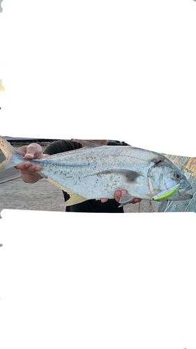 オニヒラアジの釣果