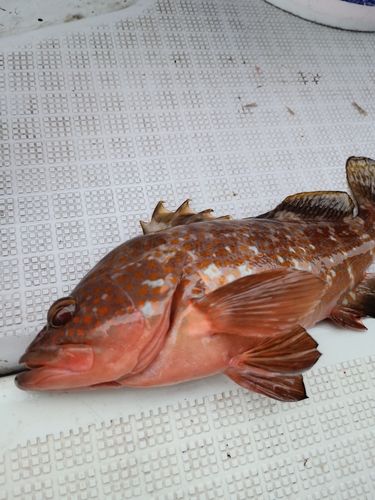 アコウの釣果
