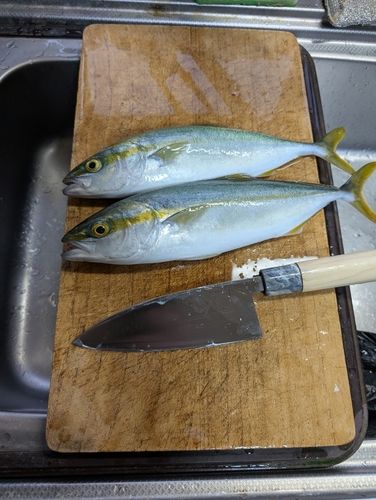 ワカシの釣果