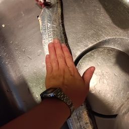 タチウオ