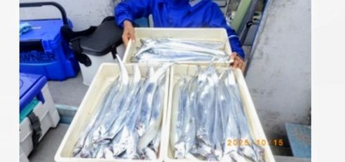 タチウオの釣果