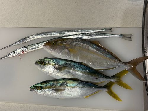 ヒレナガカンパチの釣果