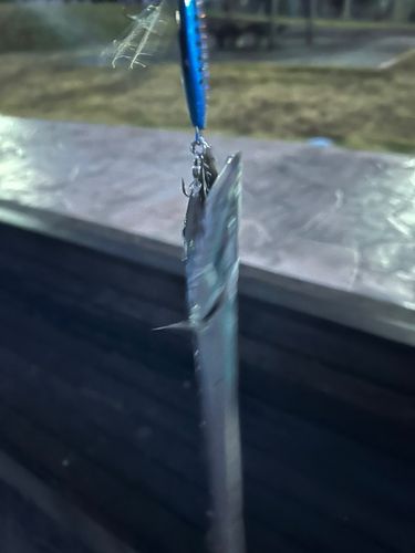 釣果