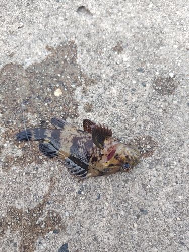 カサゴの釣果