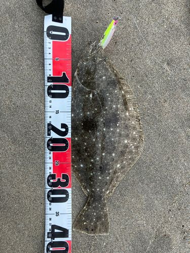 ヒラメの釣果