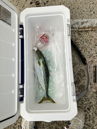 ハマチの釣果