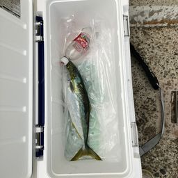 ハマチ