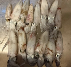 マメイカの釣果
